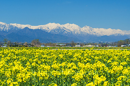 2017,04,23安曇野より名の花畑越しに望む後立山連峰042a.jpg