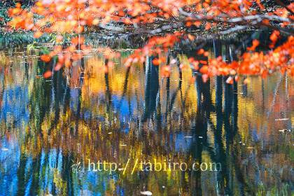 2017,11,03秋山郷天池水面の紅葉067a.jpg