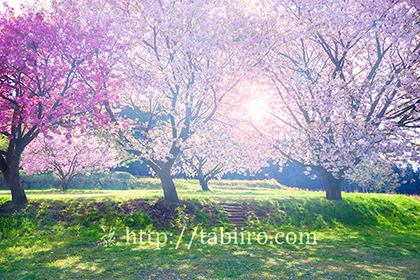 2019,05,05八重桜 B.jpg