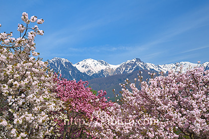 2019,05,05千人塚公園より八重桜越しに中央アルプスを望むB.jpg