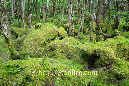 2019,08,07白駒池苔の森048B.jpg