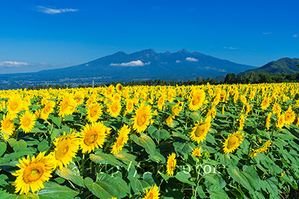 2019,08,09明野のひまわり畑越しに八ヶ岳を望むB.jpg