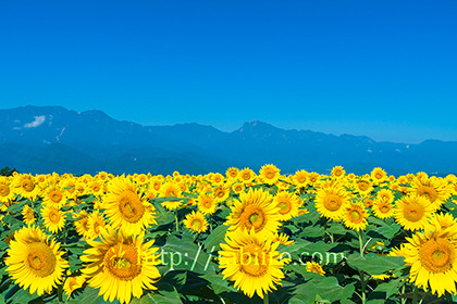 2019,08,09明野のひまわり畑越しに南アルプス連峰を望む072B.jpg