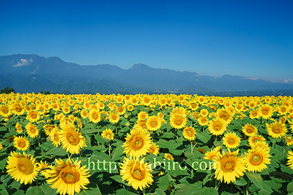 2019,08,09明野のひまわり畑越しに南アルプス連峰を望む099B.jpg