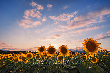 2019,08,10ひまわり畑の夕日079B.jpg