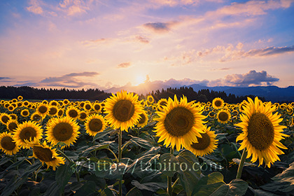 2019,08,10ひまわり畑の夕日088B.jpg