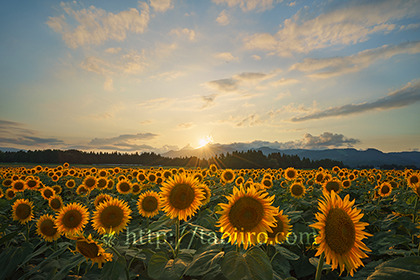 2019,08,10ひまわり畑の夕日098B.jpg