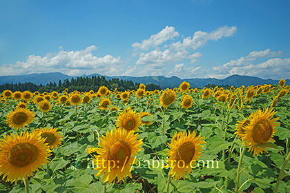 2019,08,10夏雲とひまわり畑009B.jpg