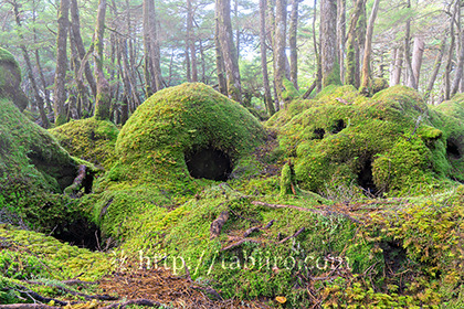 2020,10,13白駒池苔の森022b.jpg