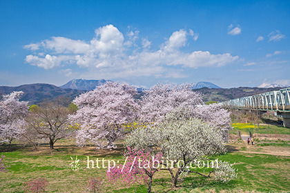 2021,04,08千曲川より桜と北信五岳003b.jpg