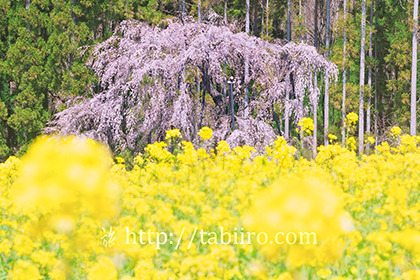 2021,04,11坪井のしだれ桜084b.jpg