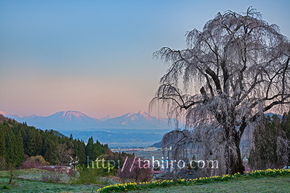 2021,04,11水中のしだれ桜055b.jpg