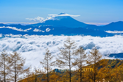 2021,10,26甘利山より雲海越しに富士山を望む182b.jpg