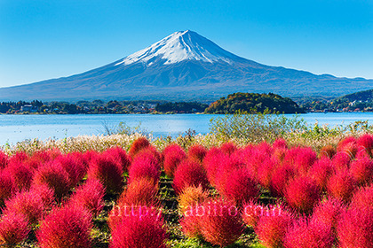 2021,10,29コキア咲く河口湖畔より富士山を望む143b.jpg