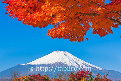 2021,10,30山中湖畔より紅葉越しに富士山を望む051b.jpg