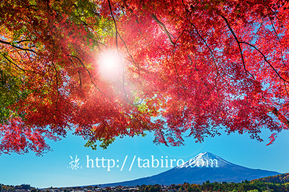 2021,11,11河口湖畔より紅葉越しに富士山を望む163b.jpg