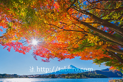 2021,11,11河口湖畔より紅葉越しに富士山を望むb.jpg