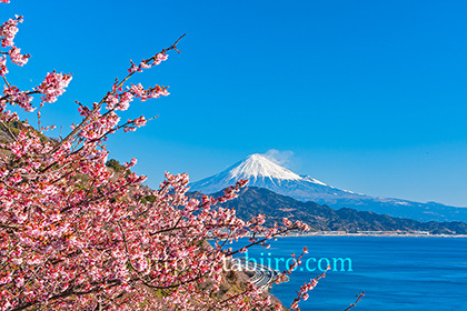 2022,02,17薩埵峠より桜越しに富士山を望む338b.jpg