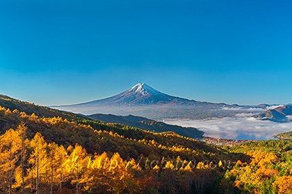 2022,11,03西川林道より望む朝の富士山028b.jpg