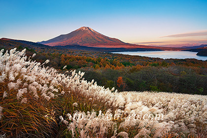 2022,11,04パノラマ台より朝の富士山を望む130b.jpg