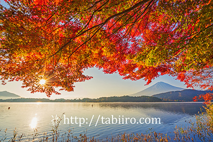 2022,11,09河口湖畔より紅葉越しに富士山を望む033b.jpg