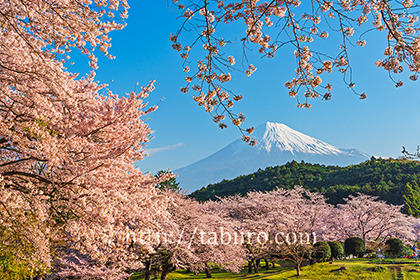 2023,03,29岩本山より桜越しに富士山を望む 101b.jpg