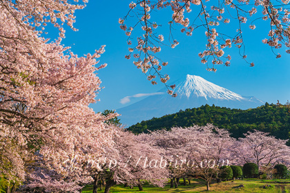 2023,03,29岩本山より桜越しに富士山を望む 173b.jpg