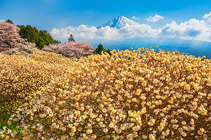 2023,03,30ミツマタの花越しに富士山を望む 128b.jpg