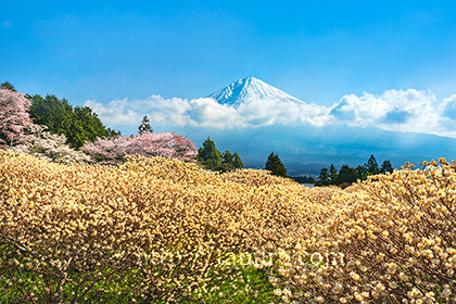 2023,03,30ミツマタの花越しに富士山を望む185b.jpg