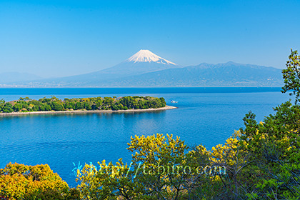 2023,04,01大瀬崎より富士山を望む 073b.jpg