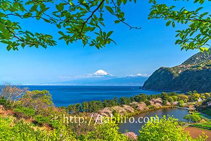 2023,04,03桜咲く明神池越しに富士山を望む121b.jpg