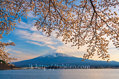 2023,04,04河口湖より桜越しに夕景の富士山を望む165b.jpg