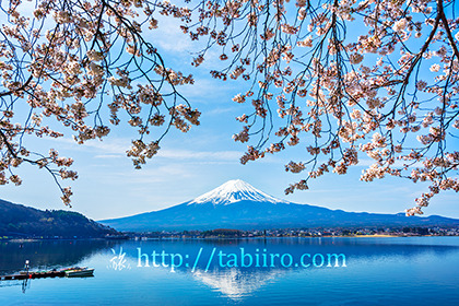 2023,04,04河口湖より桜越しに富士山を望む105b.jpg