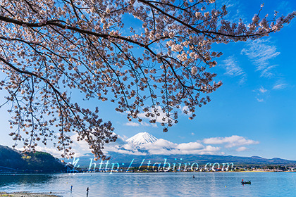 2023,04,08河口湖より桜越しに富士山を望む015b.jpg