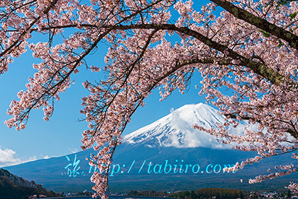 2023,04,08河口湖より桜越しに富士山を望む278b.jpg