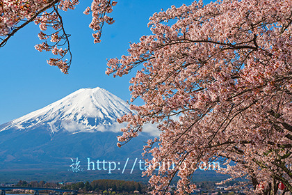 2023,04,08河口湖より桜越しに富士山を望む306b.jpg