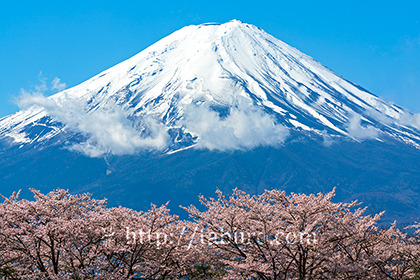 2023,04,08河口湖より桜越しに富士山を望む406b.jpg