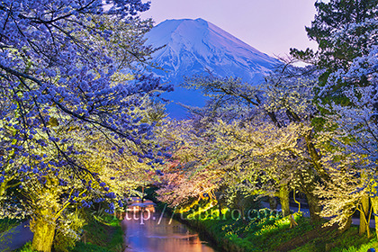2023,04,09新名庄川より夜桜越しに富士山を望む049b.jpg