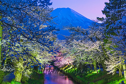 2023,04,09新名庄川より夜桜越しに富士山を望むb.jpg