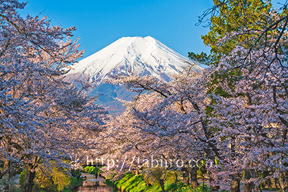 2023,04,09新名庄川より桜越しに富士山を望む030b.jpg