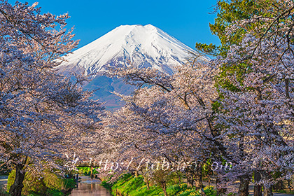 2023,04,09新名庄川より桜越しに富士山を望む080b.jpg