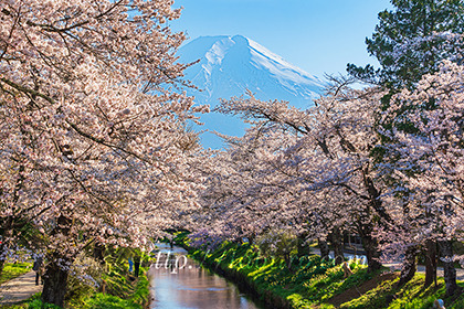 2023,04,09新名庄川より桜越しに富士山を望む507b.jpg