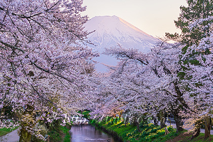2023,04,09新名庄川より桜越しに富士山を望む695b.jpg