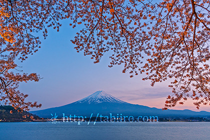 2023,04,10 河口湖北岸の桜夕景と富士山110b.jpg