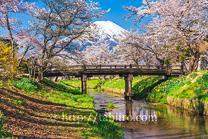 2023,04,10新名庄川より桜越しに富士山を望む134b.jpg